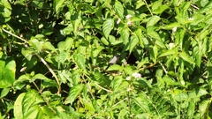 Zosterops mauritianus