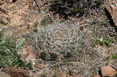 Lobivia cinnabarina