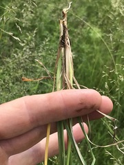 Setaria sphacelata torta
