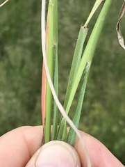 Setaria sphacelata torta