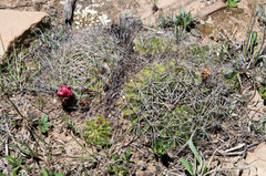 Lobivia cinnabarina