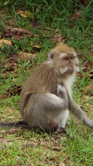 Macaca fascicularis