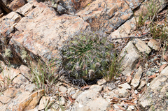 Lobivia cinnabarina