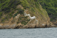 Leucocarbo carunculatus