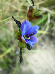 Aristea montana