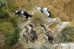 Leucocarbo carunculatus