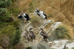 Leucocarbo carunculatus