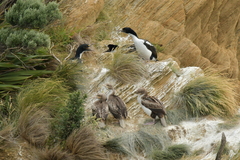 Leucocarbo carunculatus