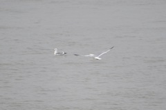 Larus argentatus mongolicus