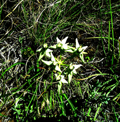 Asclepias eminens