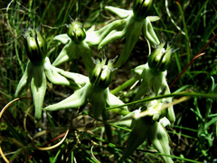 Asclepias eminens