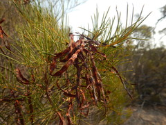 Acacia calamifolia