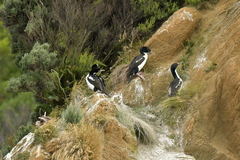 Leucocarbo carunculatus