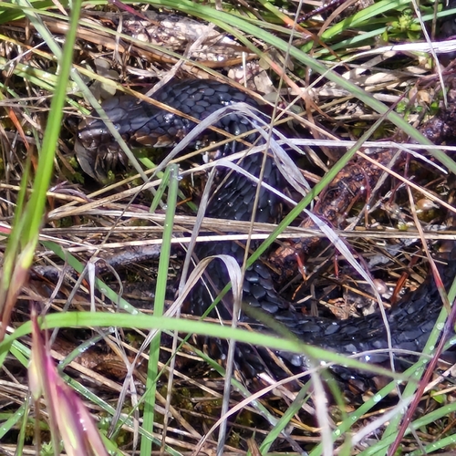 Lowlands Copperhead sighting
