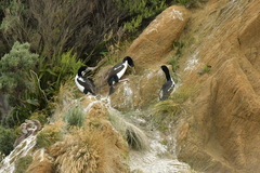 Leucocarbo carunculatus