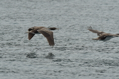 Leucocarbo carunculatus