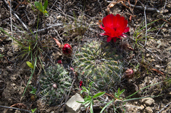 Lobivia cinnabarina