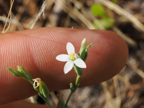 Spike Centaury (Schenkia australis)