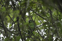 Cyanoramphus malherbi