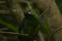 Cyanoramphus malherbi