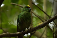 Cyanoramphus malherbi
