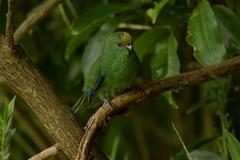 Cyanoramphus malherbi