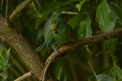 Cyanoramphus malherbi