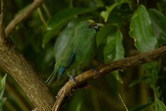 Cyanoramphus malherbi