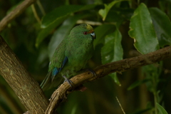 Cyanoramphus malherbi