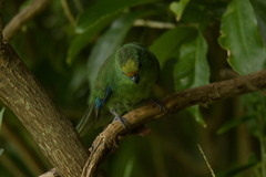 Cyanoramphus malherbi