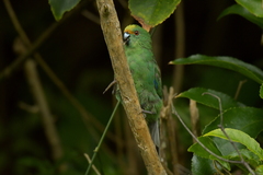 Cyanoramphus malherbi
