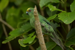 Cyanoramphus malherbi