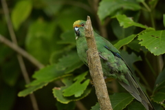 Cyanoramphus malherbi