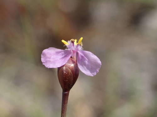 Xyris filiformis