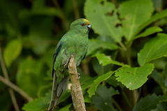 Cyanoramphus malherbi