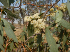 Eucalyptus microcarpa
