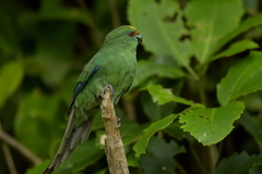 Cyanoramphus malherbi