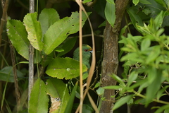Cyanoramphus malherbi