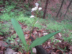 Govenia liliacea