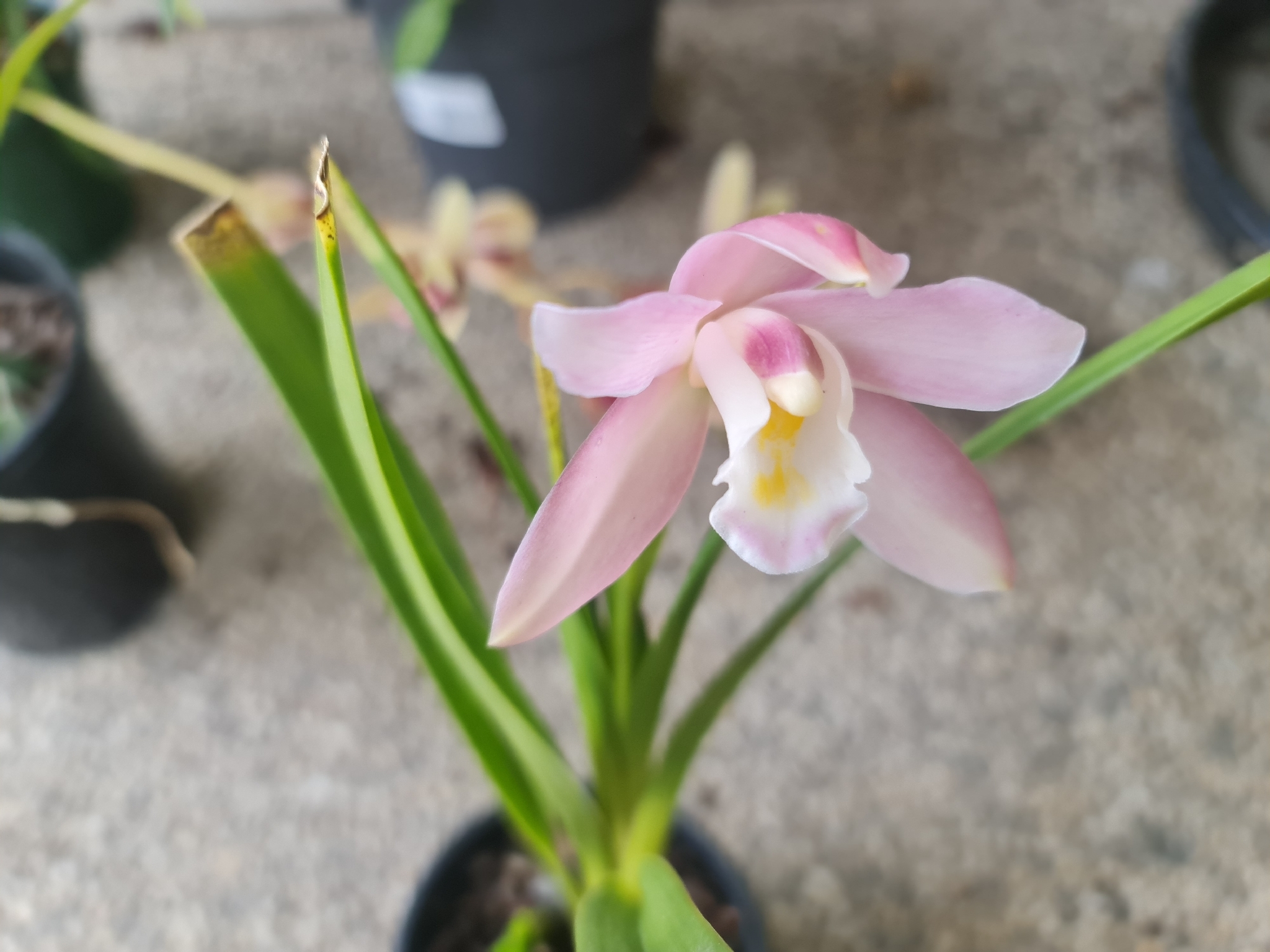 Cymbidium wadae T.Yukawa