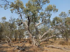 Eucalyptus microcarpa