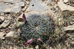 Lobivia cinnabarina