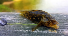 Chasmodes bosquianus