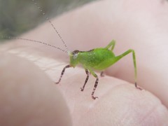 Caedicia pictipes