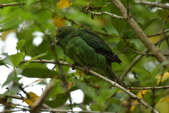 Cyanoramphus malherbi