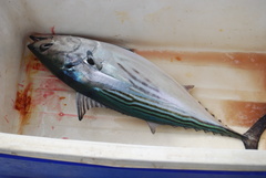 Black Skipjack photo 5