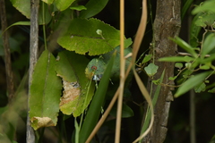 Cyanoramphus malherbi