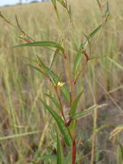 Ludwigia erecta