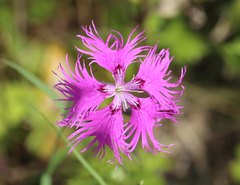 Dianthus superbus superbus