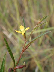 Ludwigia erecta